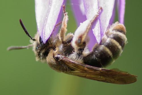 Andrena sp.